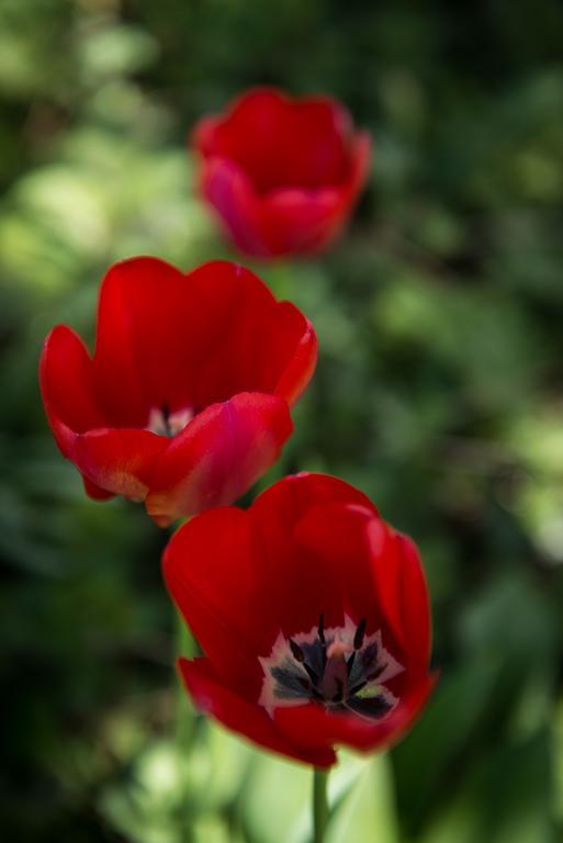 Bed and Breakfast Au Jardin Zuchwil Exterior foto